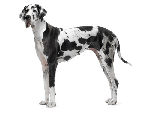 Great dane breed store origin